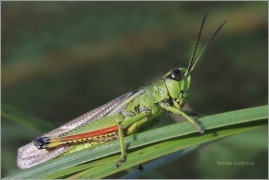 <p>SARANČE VLHKOMILNÁ (Chorthippus montanus) ---- /Sumpfgrashüpfer/</p>